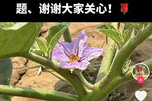 三节40+10+11！东契奇40+三双次数超詹姆斯 与张伯伦并列历史第4